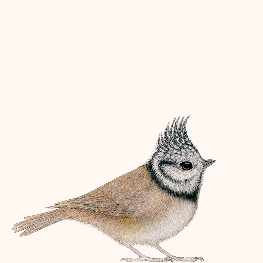 Special: fine art print KEES inclusief lijst