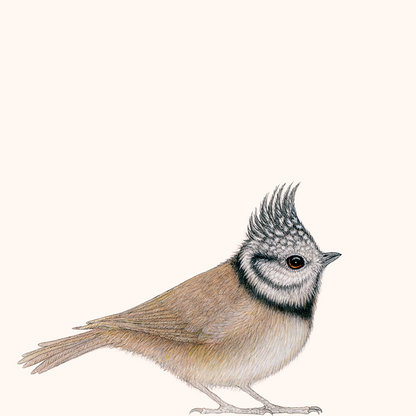 Special: fine art print KEES inclusief lijst